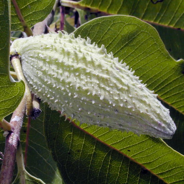 (image for) Milkweed Pod